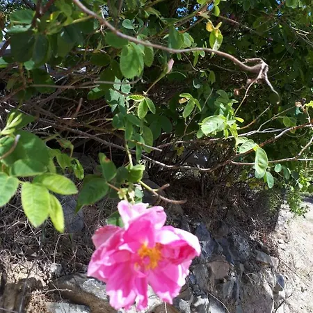 Agrompelo House * Agrósz